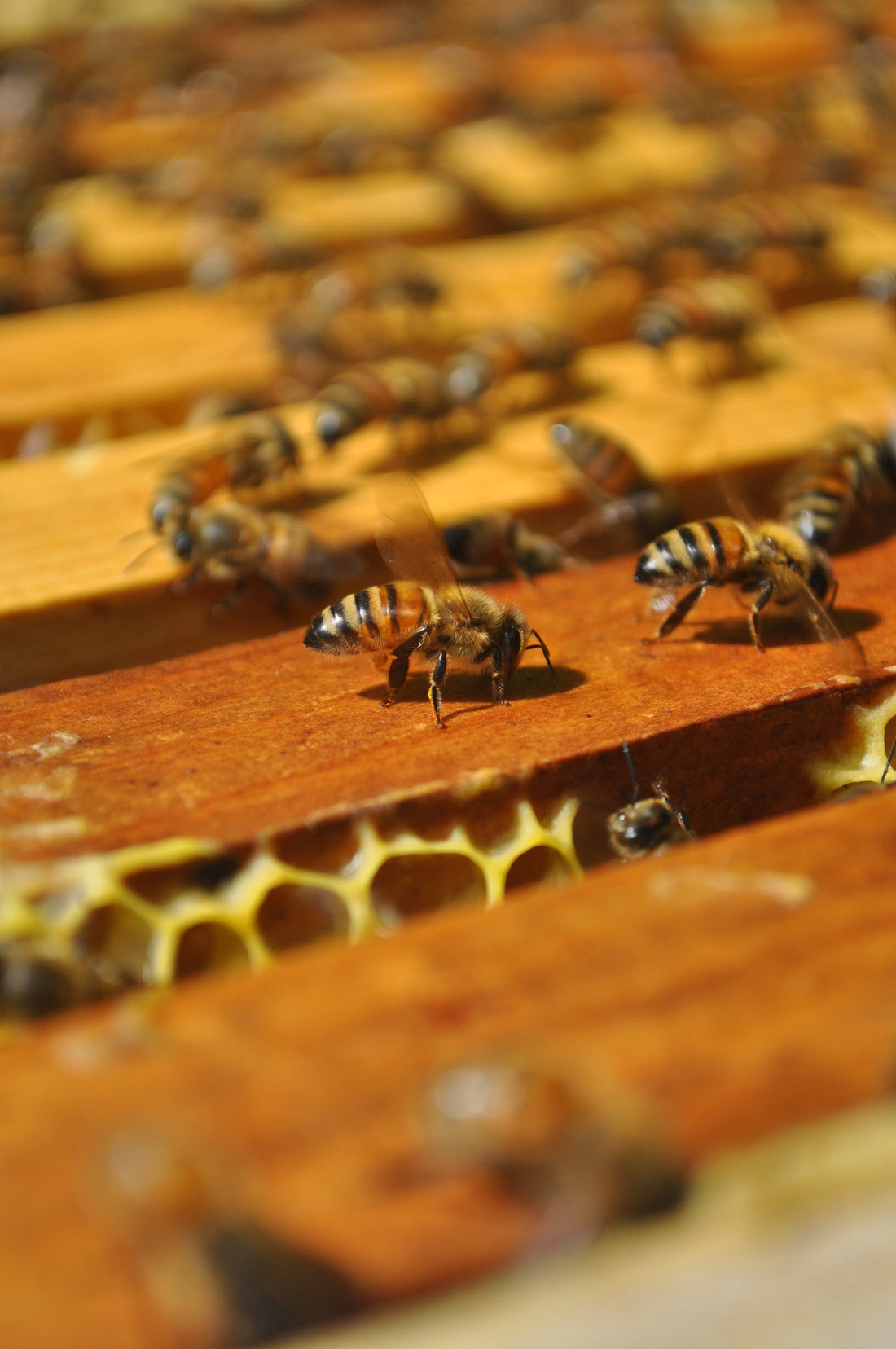 Beehive To Home: The Journey of Honey Girl Organics' Ingredients