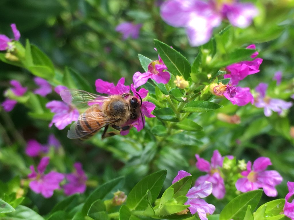 Malama Honua - Care For Our Island Earth! – Honeygirlorganics