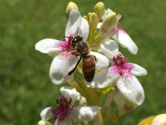 5 Simple Ways to Support The Bees This Earth Day!