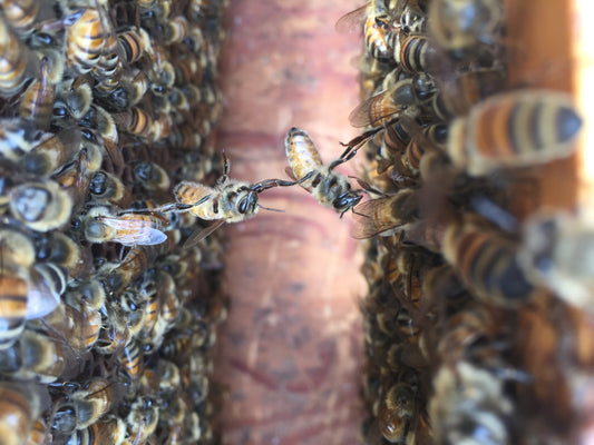 Hidden Wonders of Bees: 3 Facts You May Not Know