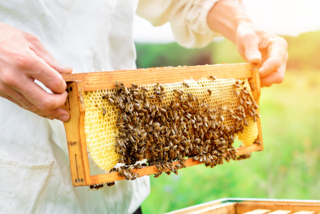 The Bees - Our #1 Pollinators