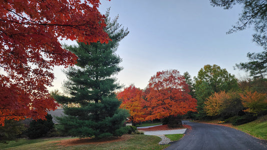 Celebrate the Fall Equinox: Your Guide to Seasonal Skincare