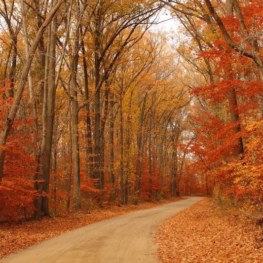 Monthly HGO Buzz-Worthy Favorites: October Edition