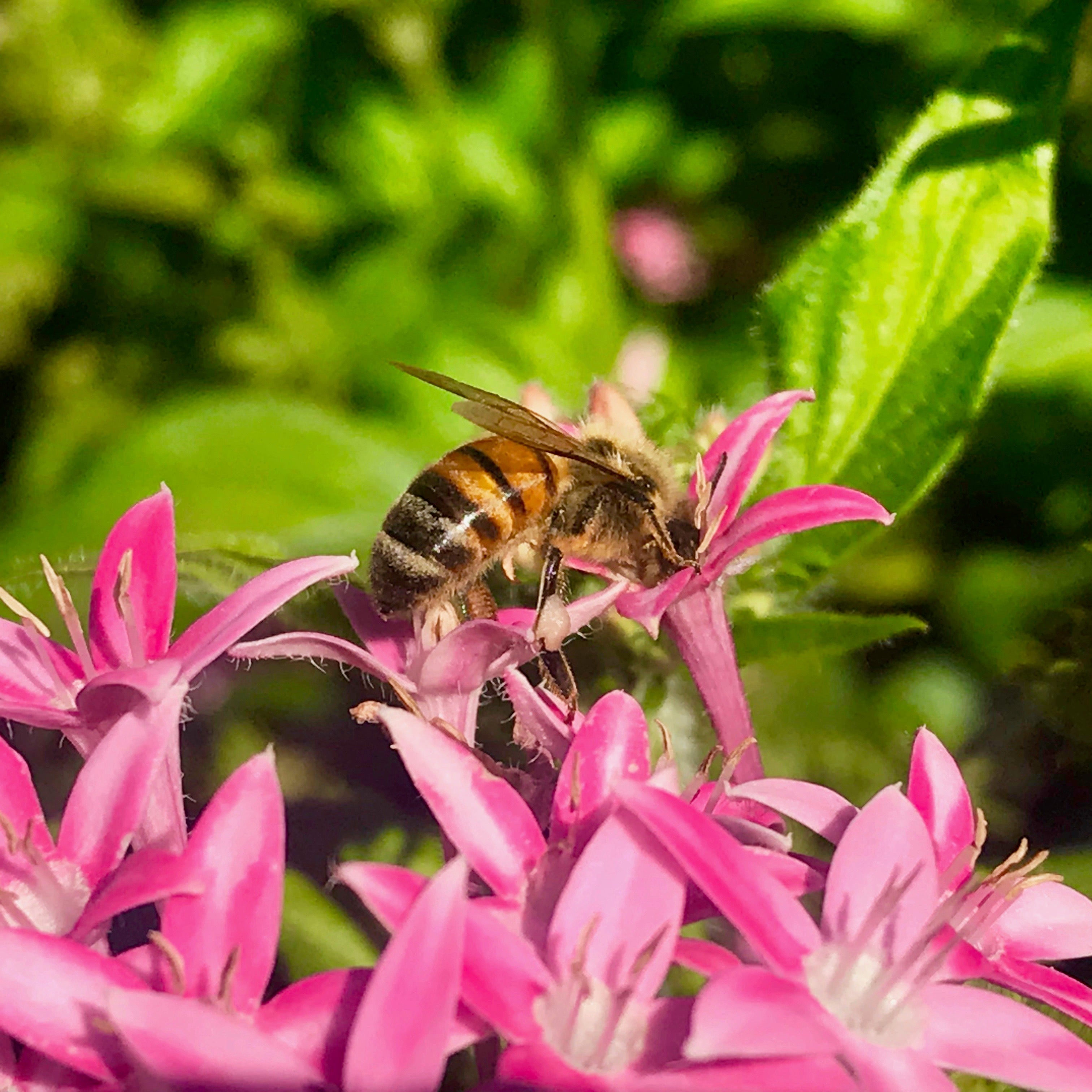 Honey Girl Organics Commitment to Cruelty Free Skincare