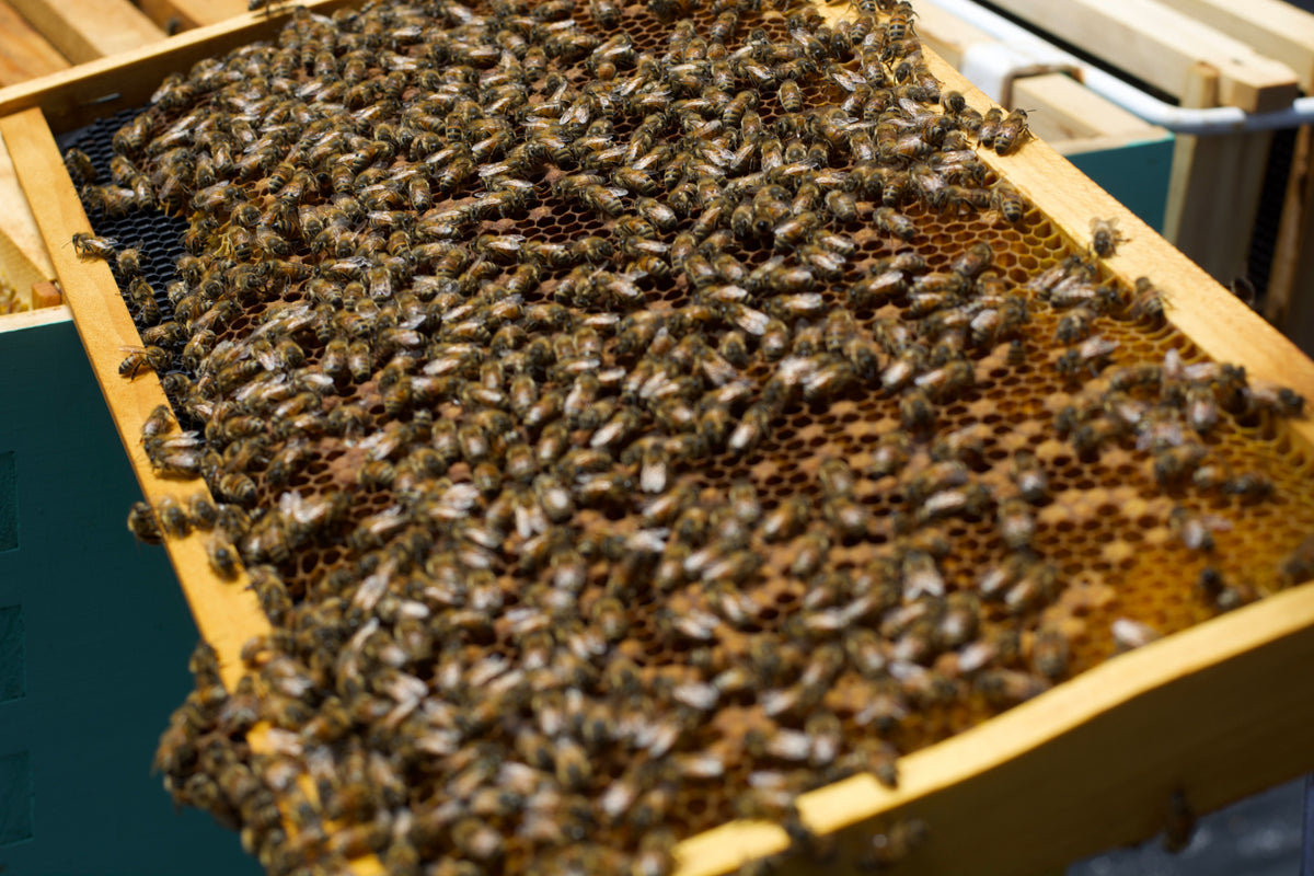 Honey Girl Organics Ingredients: Bee Propolis and it's Positive Effects on Your Skin