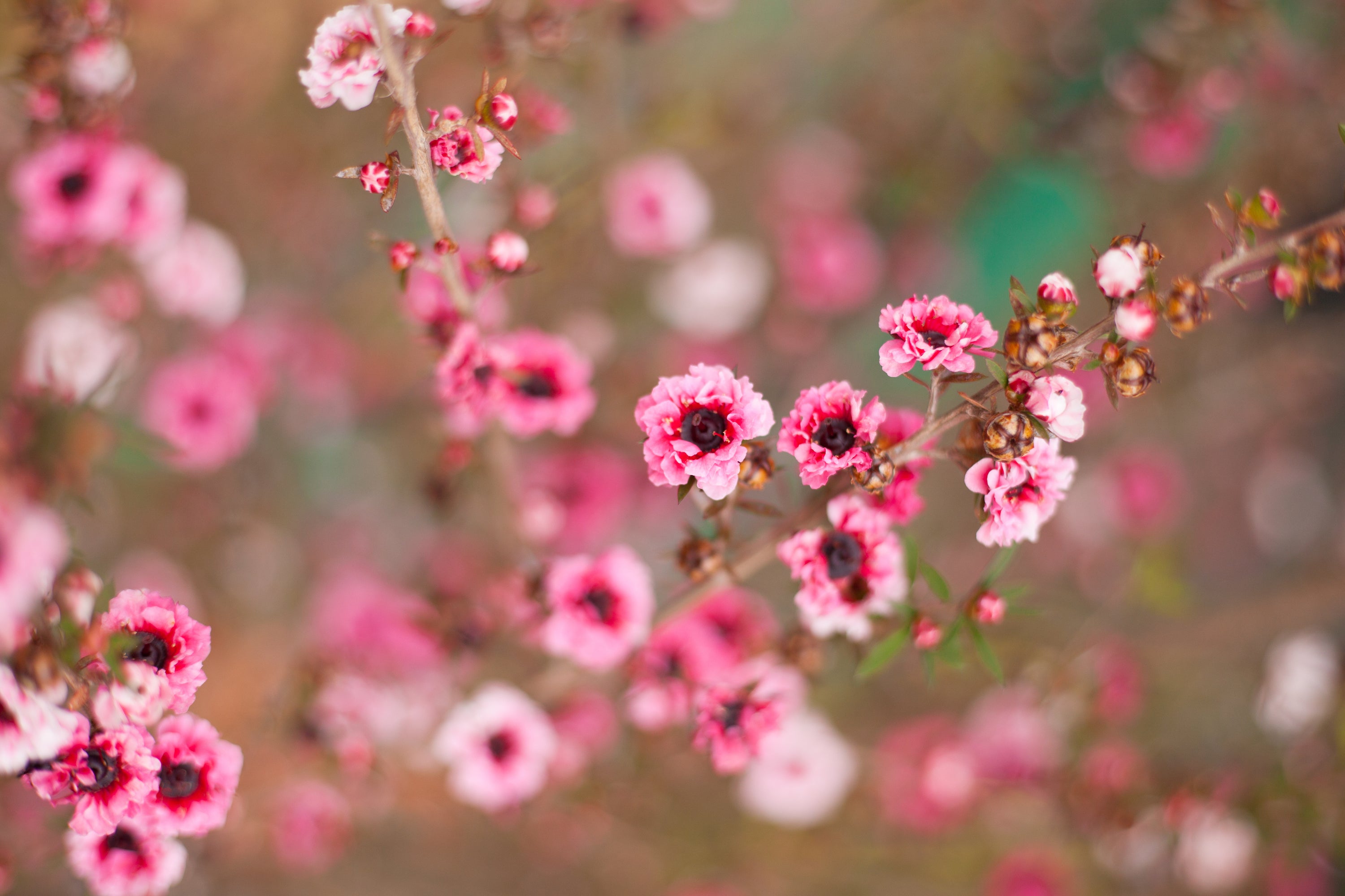 Happy Spring Equinox
