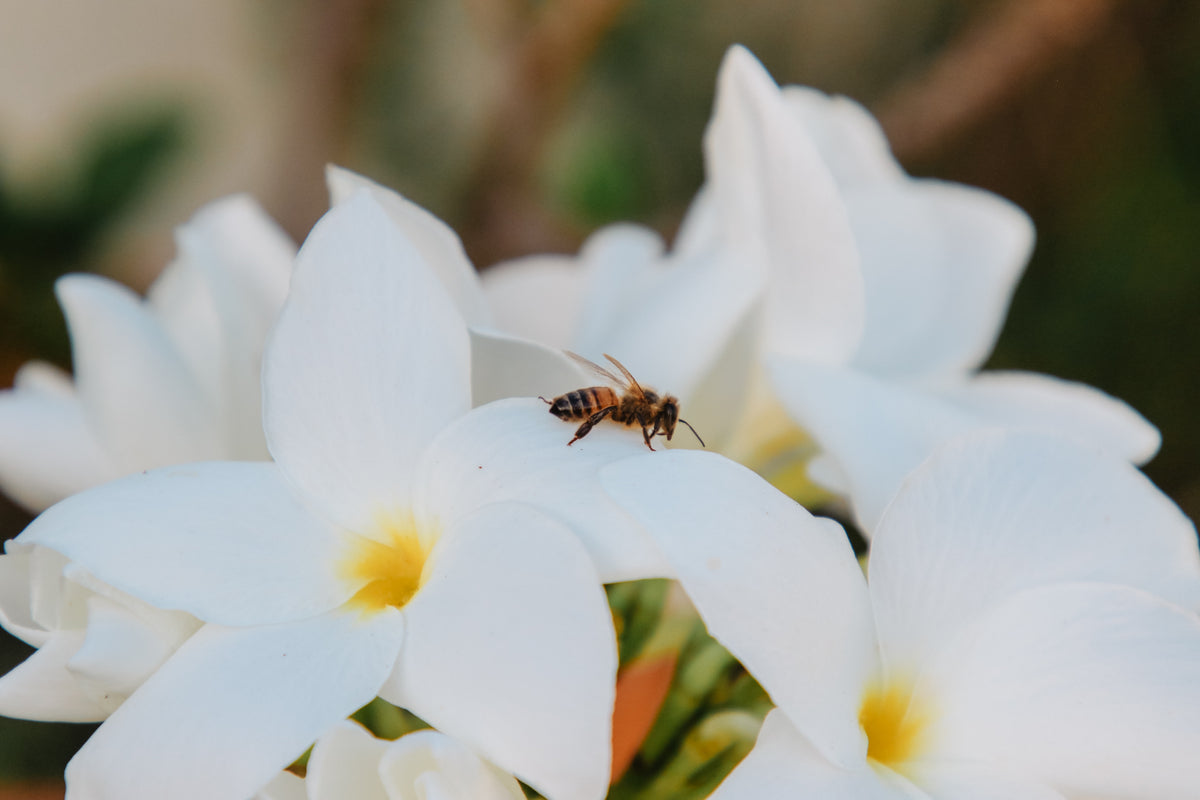 Sweet Beginnings: Embrace 2024 with Honey Rewards