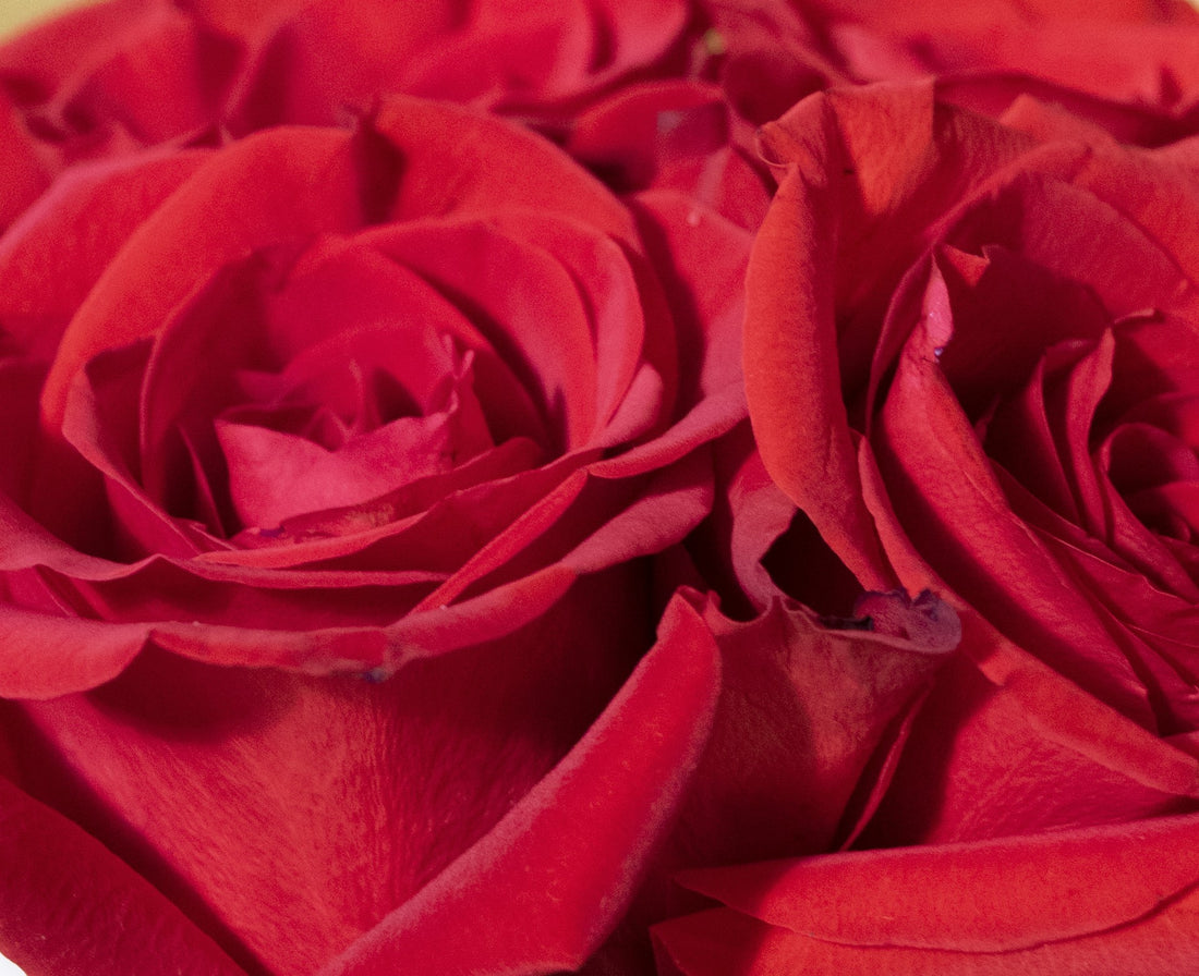 ~Rose Oil~Fall in love with this potent ingredient for enhanced skin health + a deep connection to YOUR heart
