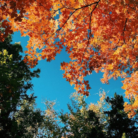 Monthly HGO Buzz-Worthy Favorites: September Edition